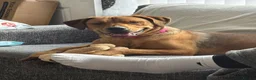 Mixed Breed dogs for sale: Beautiful Bo 🎀 - Advert 4