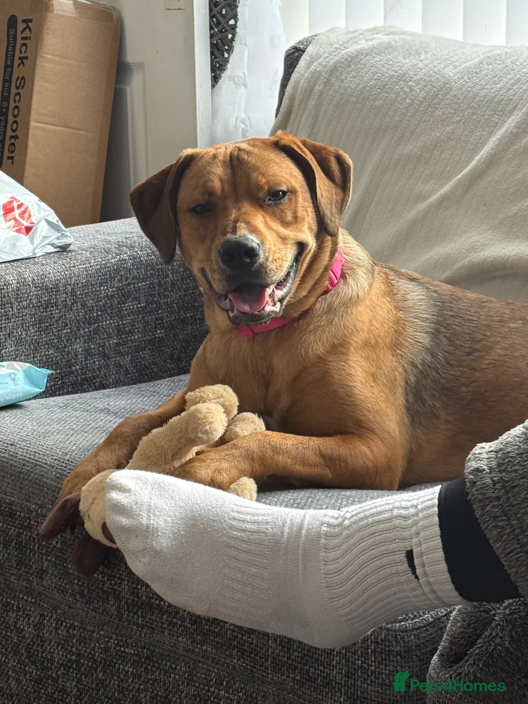 Mixed Breed dogs for sale: Beautiful Bo 🎀 - Advert 4