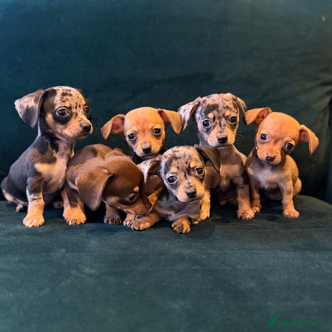 Mixed Breed dogs for sale: Chihuahua cross dachshund puppies  - Advert 5