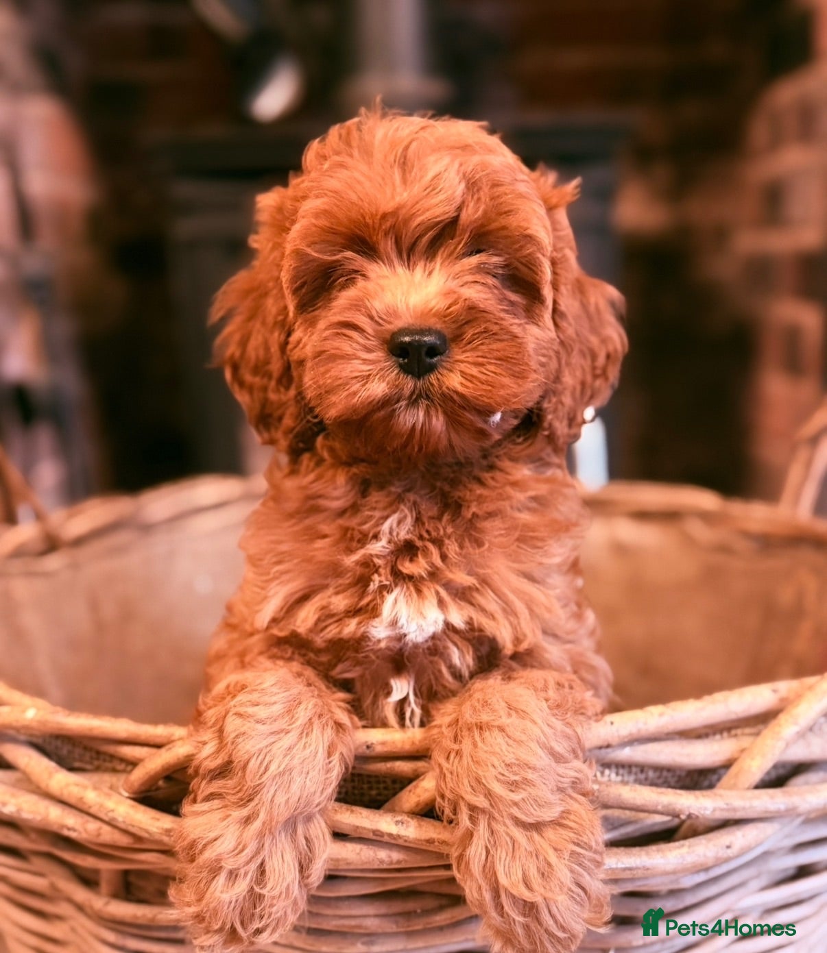 Cavapoo dogs F1 Heath Tested Teddy Faced Cavapoo Darlings  - Advert 1