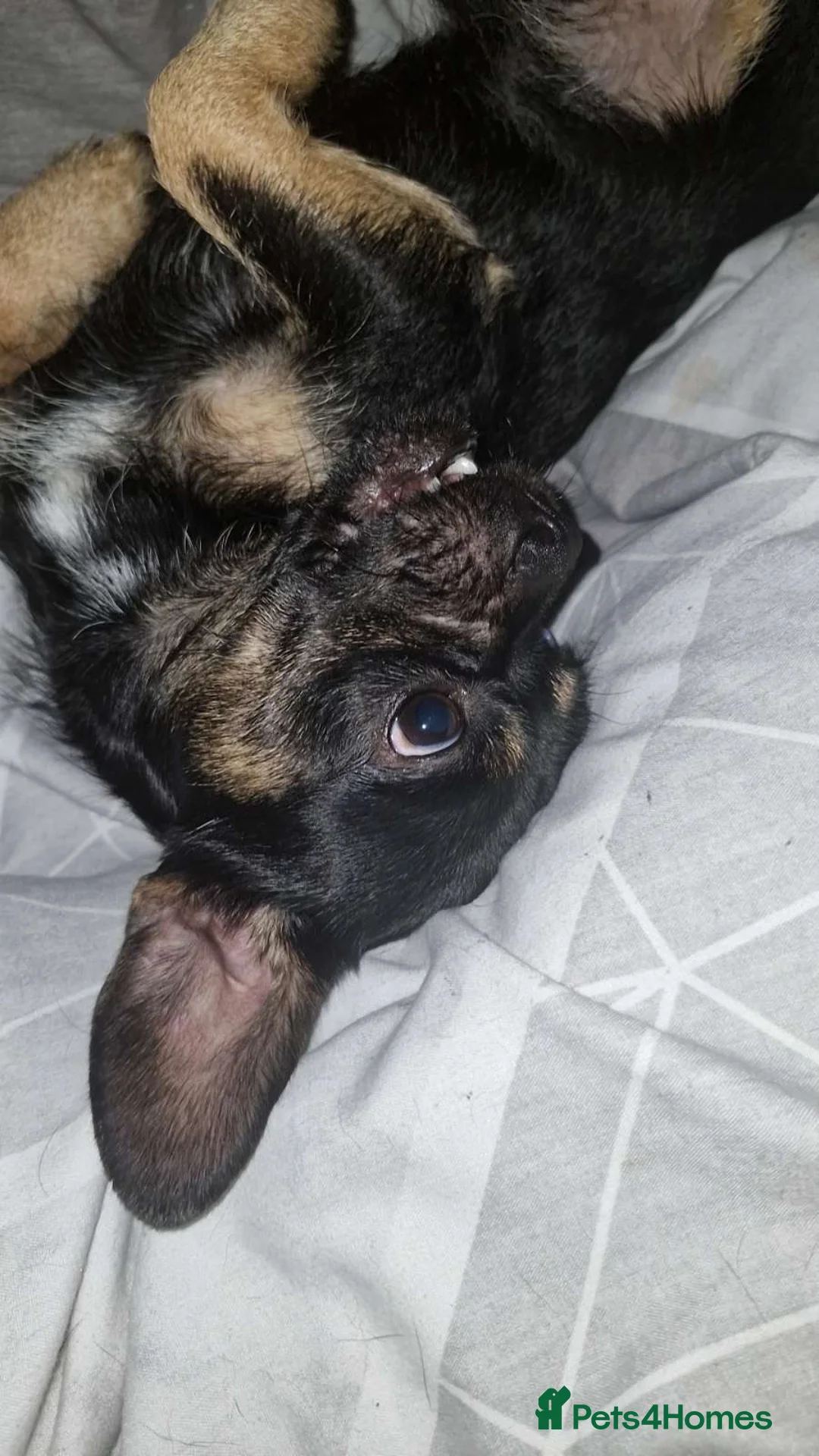 Mixed Breed dogs for sale: Ringo in Southampton - Advert 4