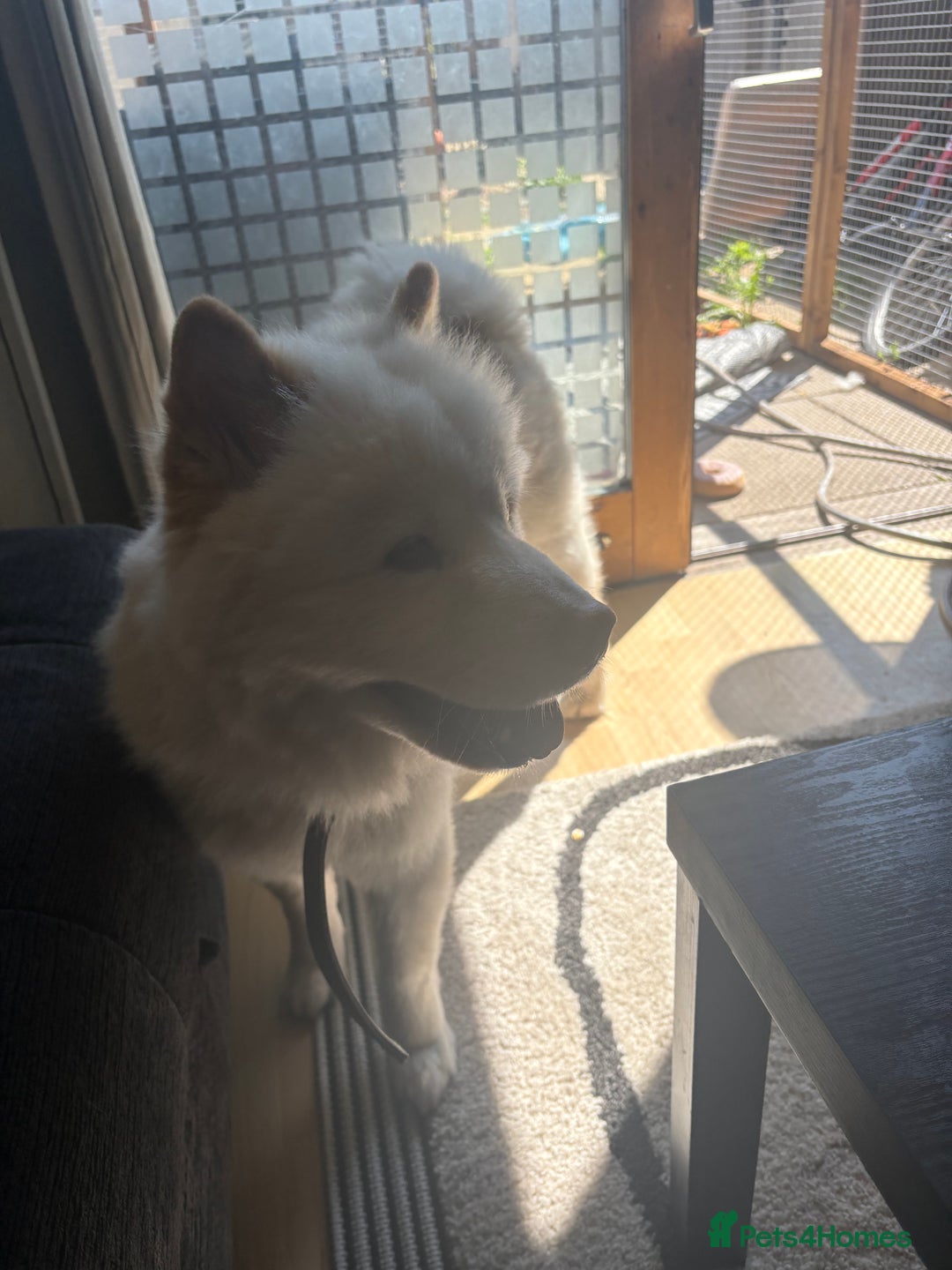 Mixed Breed dogs for sale: Beautiful Samoyed x Chow Chow - Image 2