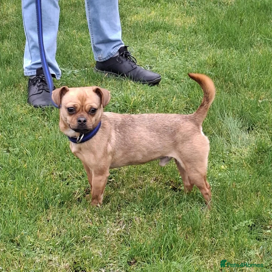 Mixed Breed dogs for adoption: Searcher - Fakenham Norfolk  - Advert 7