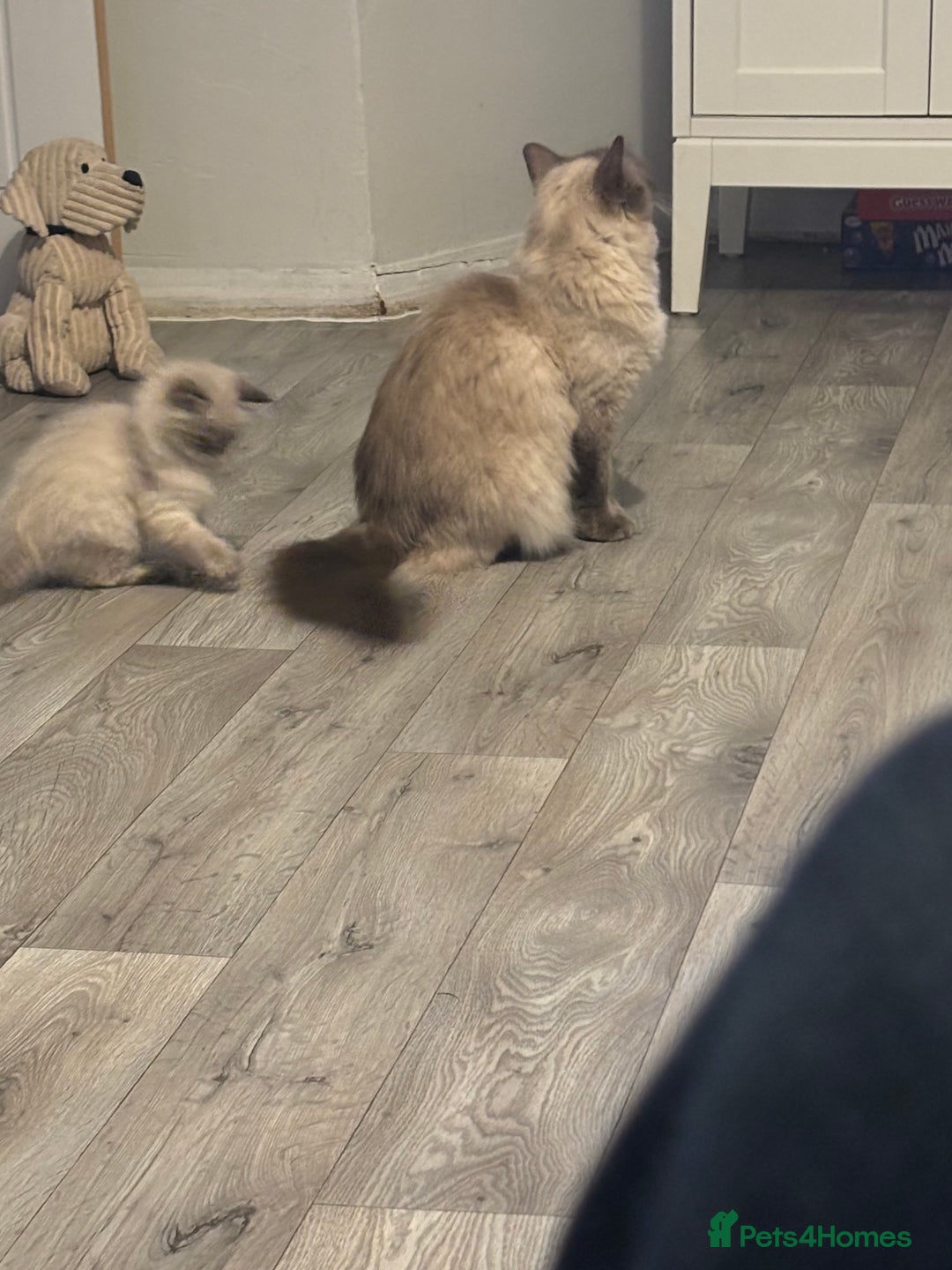 Siberian cats for sale: Two gorgeous Siberian kittens  - Image 8