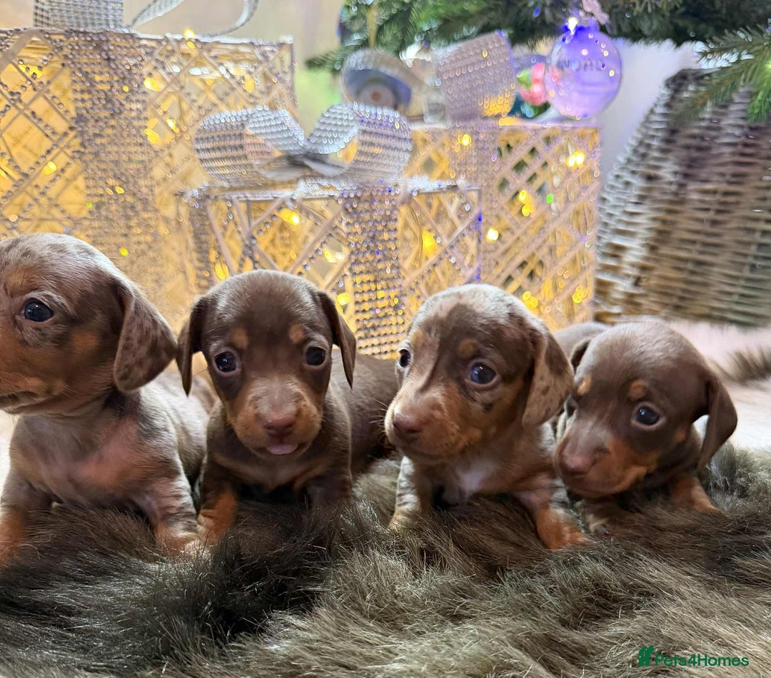 Miniature Dachshund dogs for sale: Miniature Daschunds Pra Clear  - Advert 2