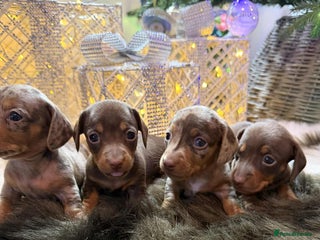 Miniature Dachshund dogs Miniature Daschunds Pra Clear - Advert 2