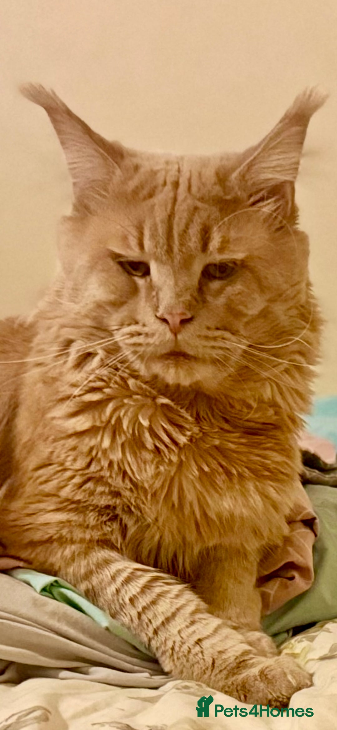Maine Coon cats for sale: Last Ginger Boy Pure Mainecoon! - Image 2