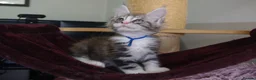 Maine Coon cats for sale: 6 pedigree Mainecoon kittens  - Advert 15