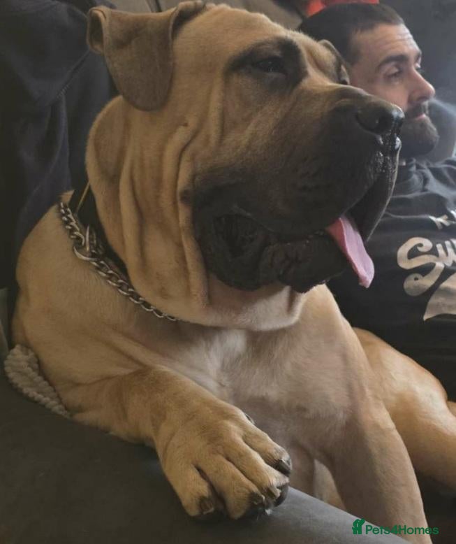Boerboel dogs for sale: South African boerboel - Advert 3