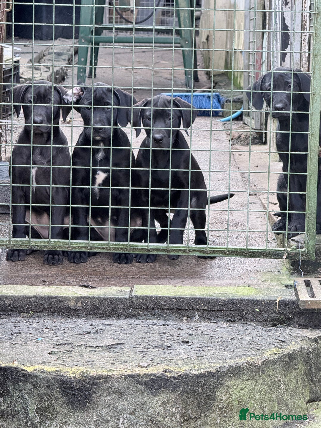 Mixed Breed dogs for sale: 2 Female puppies for sale  - Image 6