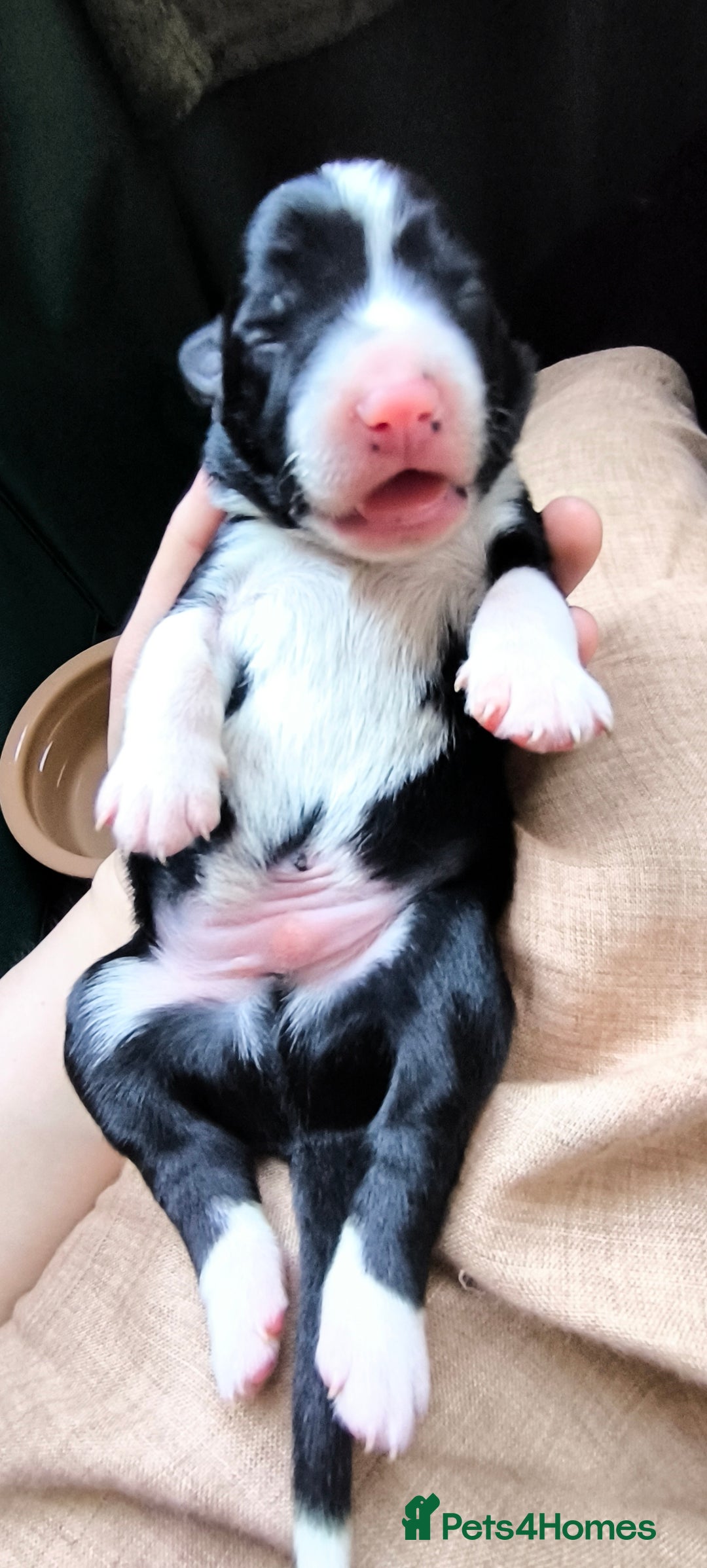 Border Collie dogs for sale: Border Collie Puppies - Image 16