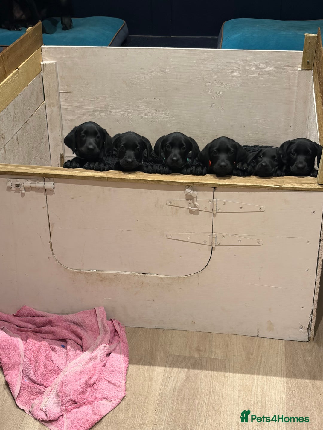 Mixed Breed dogs for sale: Black lab X GSP puppy 1 male remaining  - Advert 8