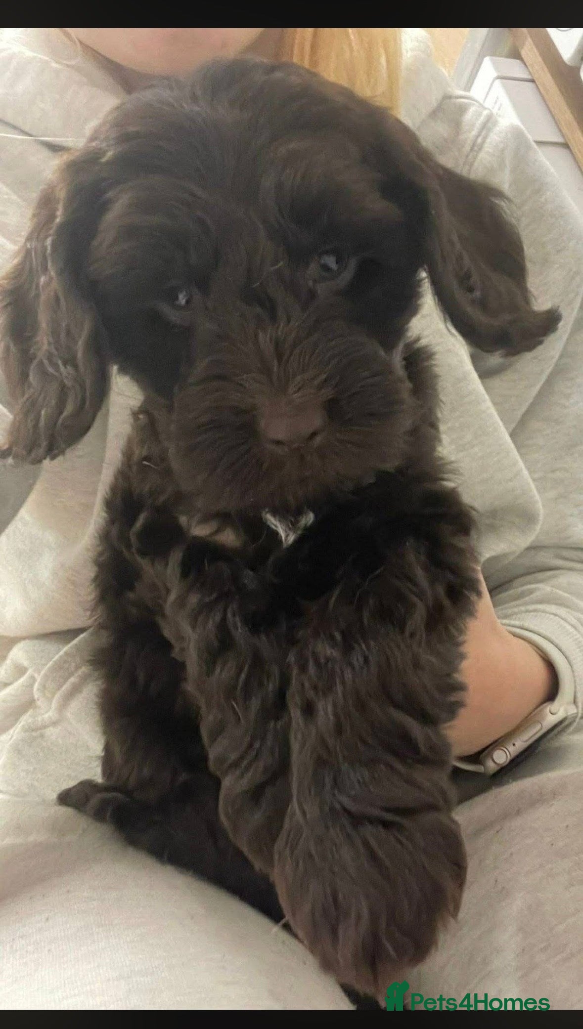 Cockapoo dogs Loving Home - Advert 2