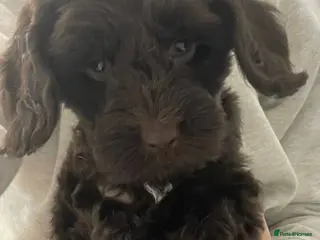 Cockapoo dogs Loving Home - Advert 2