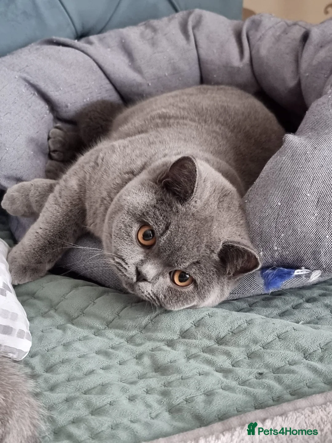 British Shorthair cats for sale: Last Female Ready Too Go GCCF Healthy Pedigree - Advert 1