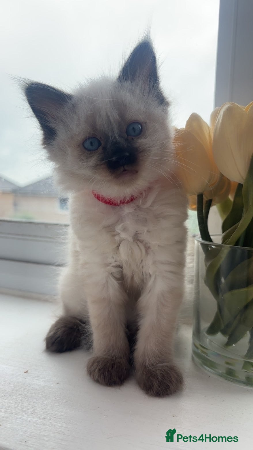Ragdoll cats for sale: Beautiful pair of ragdoll boys - Advert 9