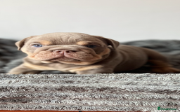 English Bulldog dogs for sale: English bulldog for sale  - Image 3