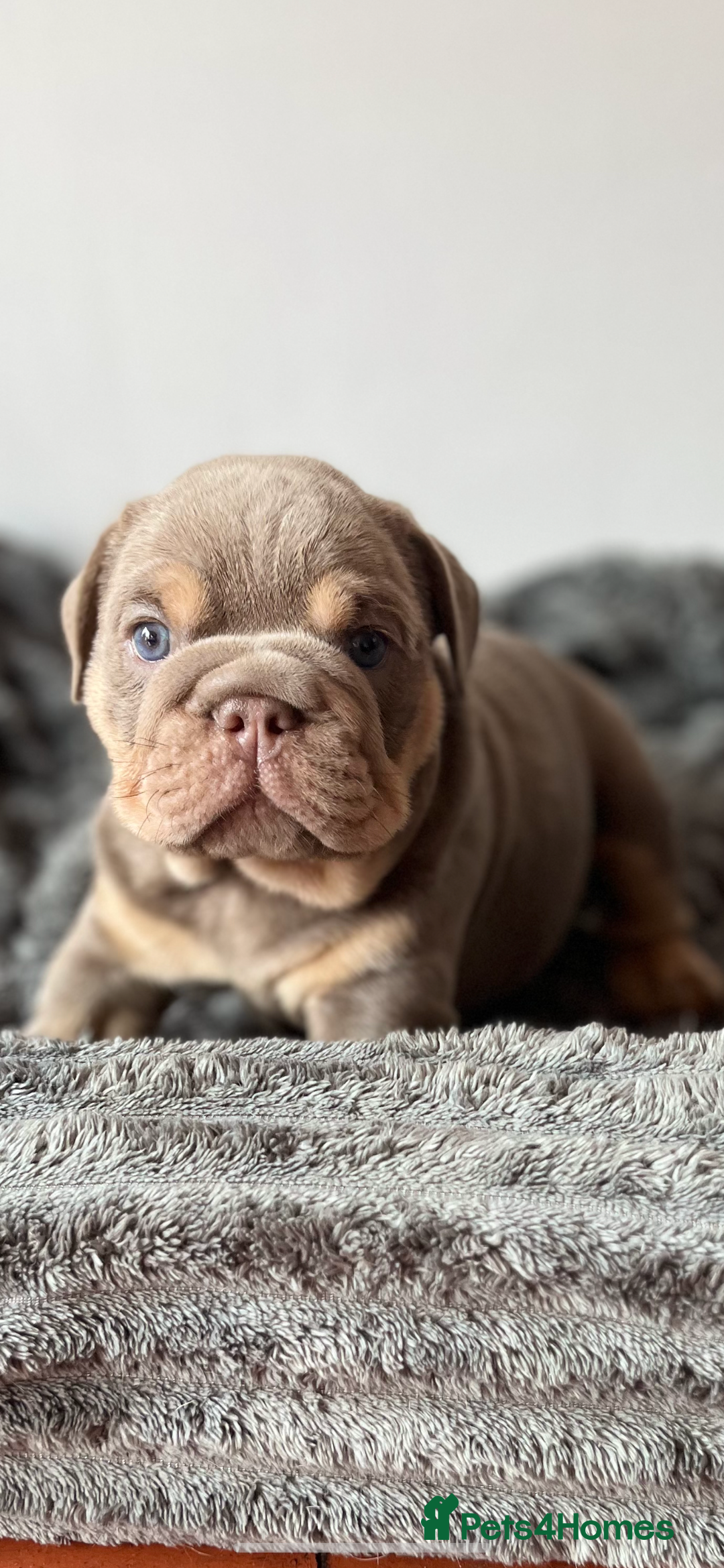 English Bulldog dogs for sale: English bulldog for sale  - Image 3