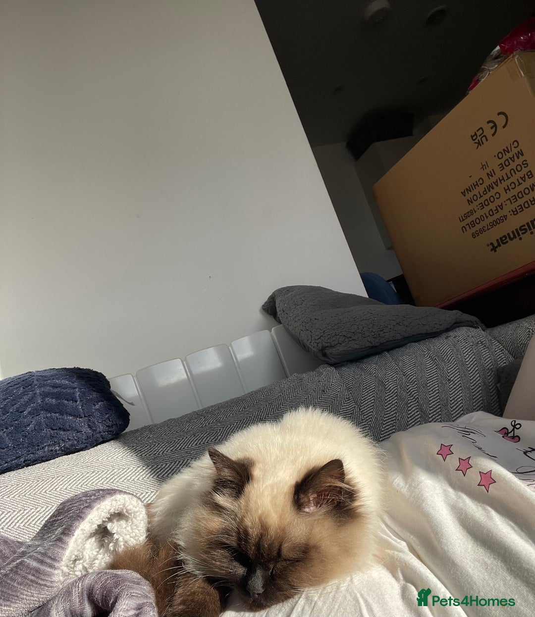 Ragdoll cats for sale: BonBon looking for his forever home  - Advert 3