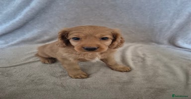 Cockapoo dogs - Advert 14