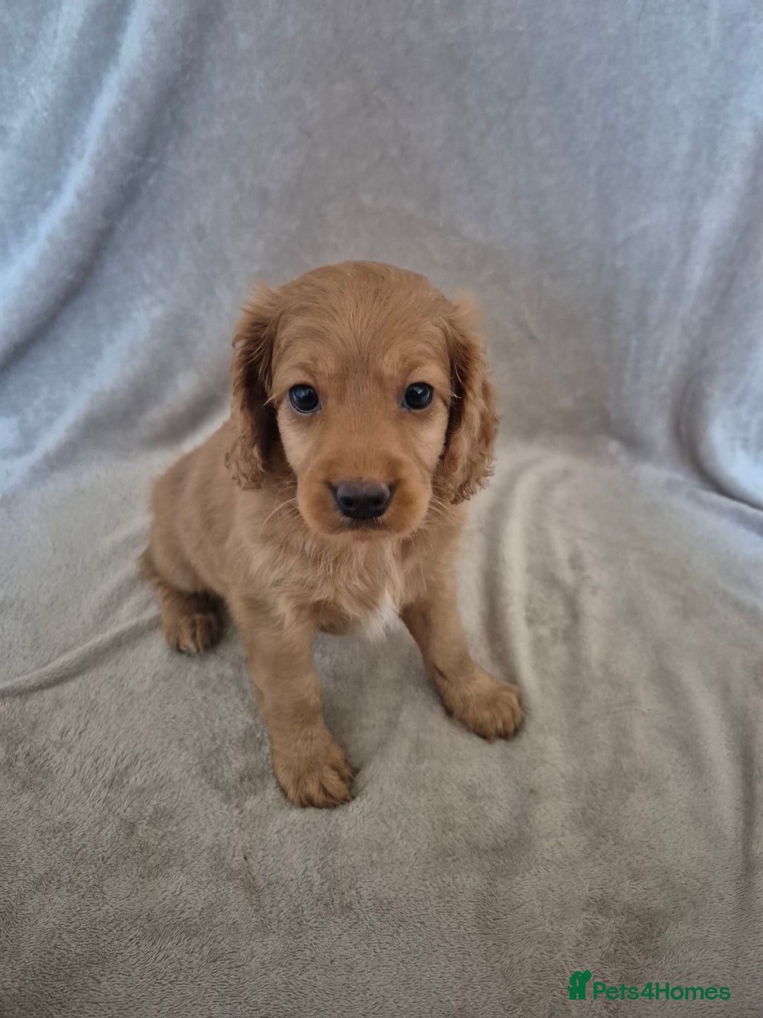 Cockapoo dogs for sale: Cockapoo puppies - Image 2