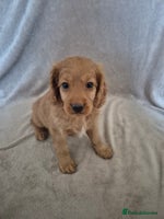 Cockapoo dogs - Advert 12
