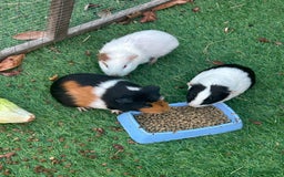 Guinea Pig rodents for sale: 3 female guinea pigs  - Image 2