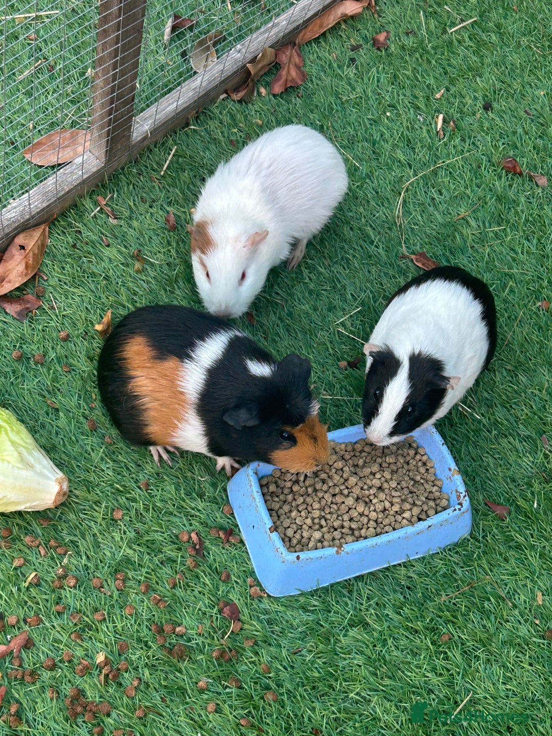Guinea Pig rodents for sale: 3 female guinea pigs  - Image 2