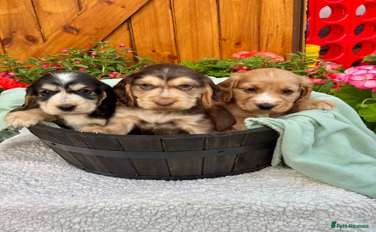 Cocker Spaniel dogs in Market Drayton - Advert 3