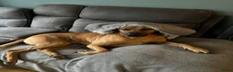 Rhodesian Ridgeback dogs for stud: Rhodesian Ridgeback - Advert 9