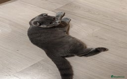 Scottish Fold cats for sale: Last British Shorthair kitten - Advert 33