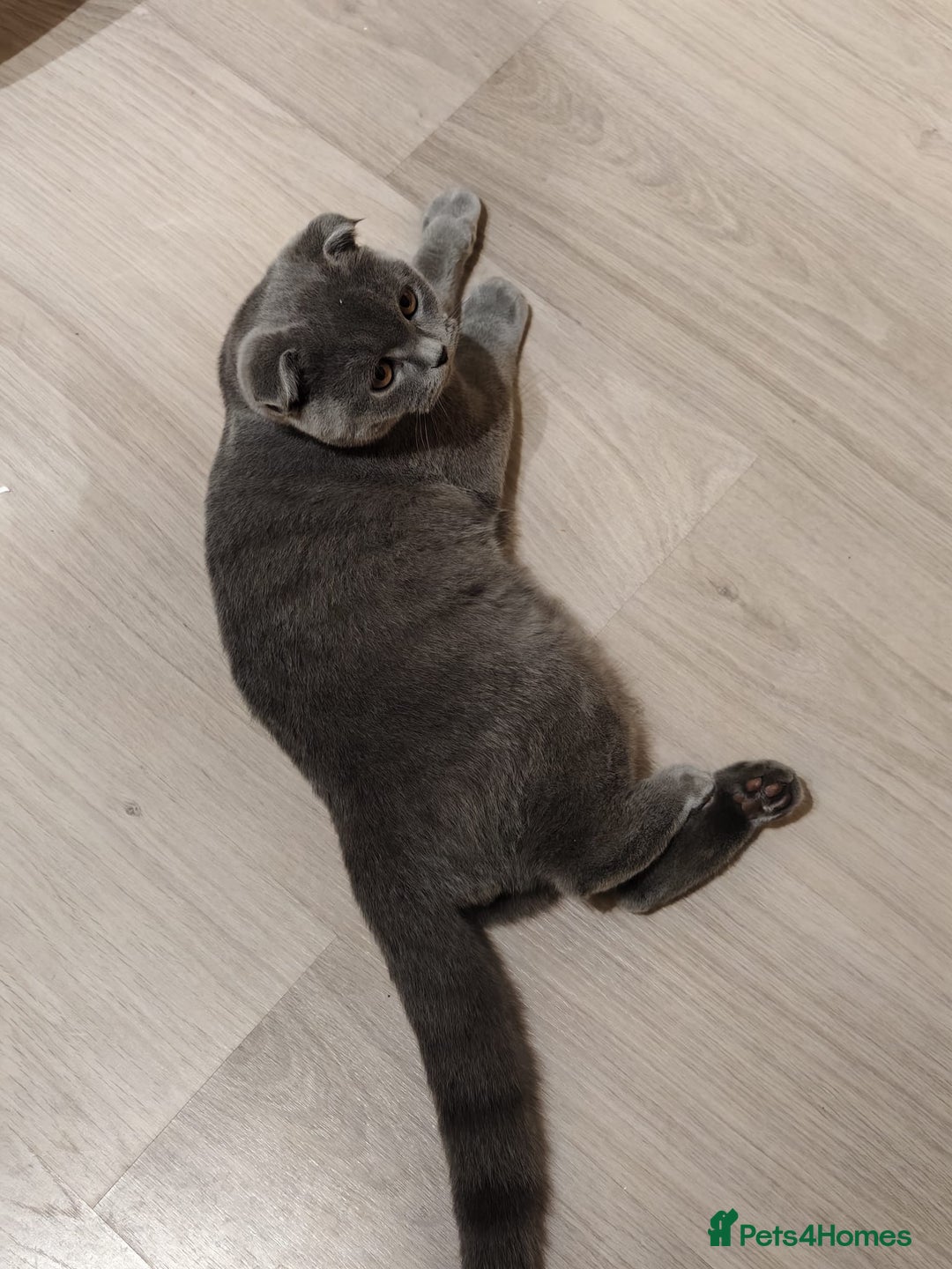 Scottish Fold cats for sale: Last British Shorthair kitten - Advert 33