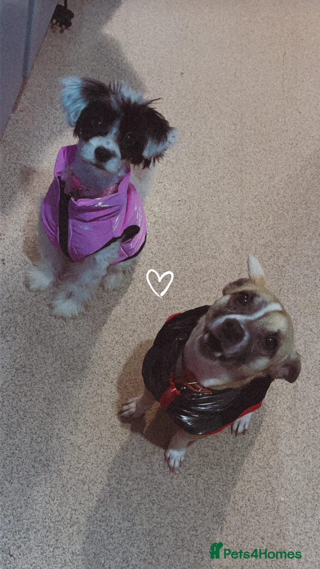 Mixed Breed dogs for sale: Murphy & Maple - Advert 2