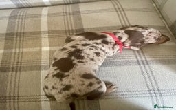 Miniature Dachshund dogs for sale: LOVELY MINIATURE DACHSHUNDS PUPPIES - Image 2