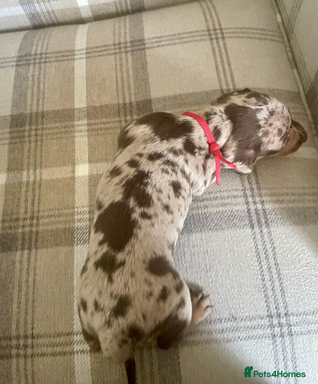 Miniature Dachshund dogs for sale: LOVELY MINIATURE DACHSHUNDS PUPPIES - Image 2