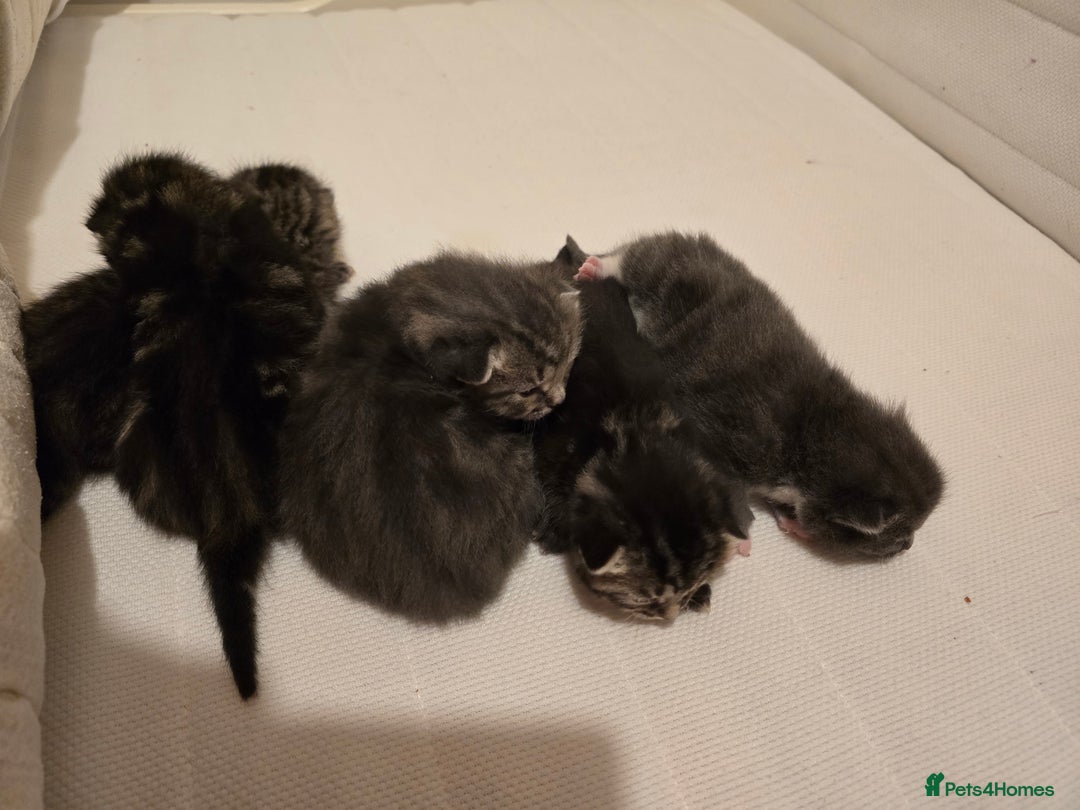 Mixed Breed cats for sale: Small mixed breed fluffy kittens - Advert 13