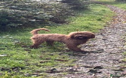 Cockapoo dogs for sale: Cockapoo - Image 2