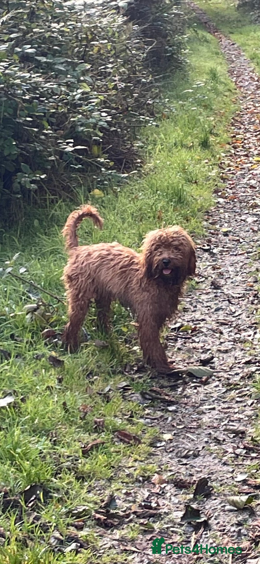 Cockapoo dogs for sale: Cockapoo - Image 2