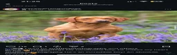 Labrador Retriever dogs for stud: 0/0 HIP & ELBOWS FULLY, HEALTH TESTED - Advert 8
