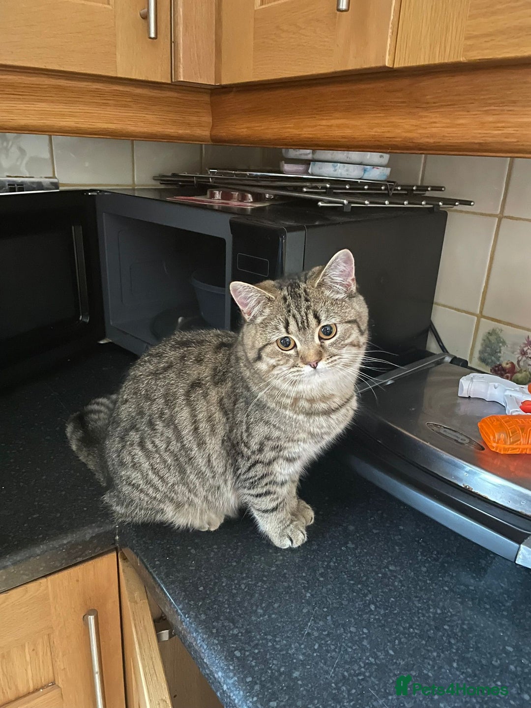 British Shorthair cats for sale: Coco and Layla  - Image 6
