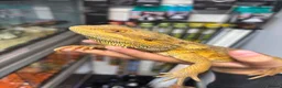 Bearded Dragon reptiles for sale: MALE bearded dragon  - Advert 3