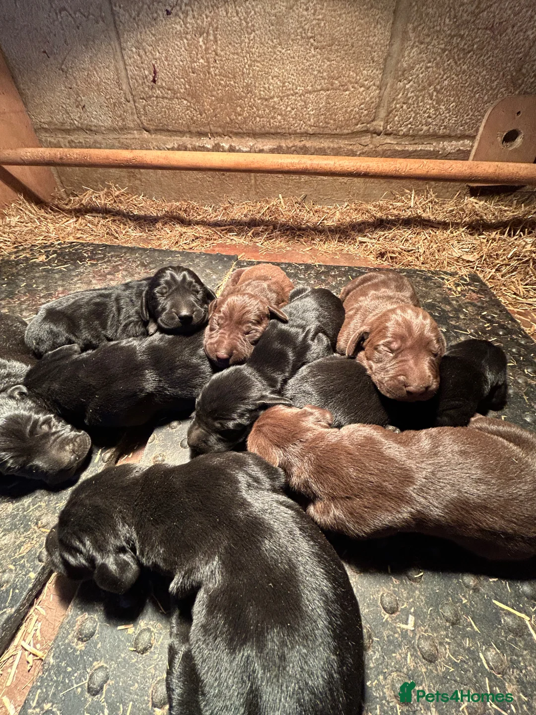 Mixed Breed dogs for sale: Pointer X Pups in Bridgwater - Advert 5