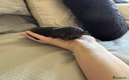 Mixed Breed cats for sale: 5 kittens  - Image 3