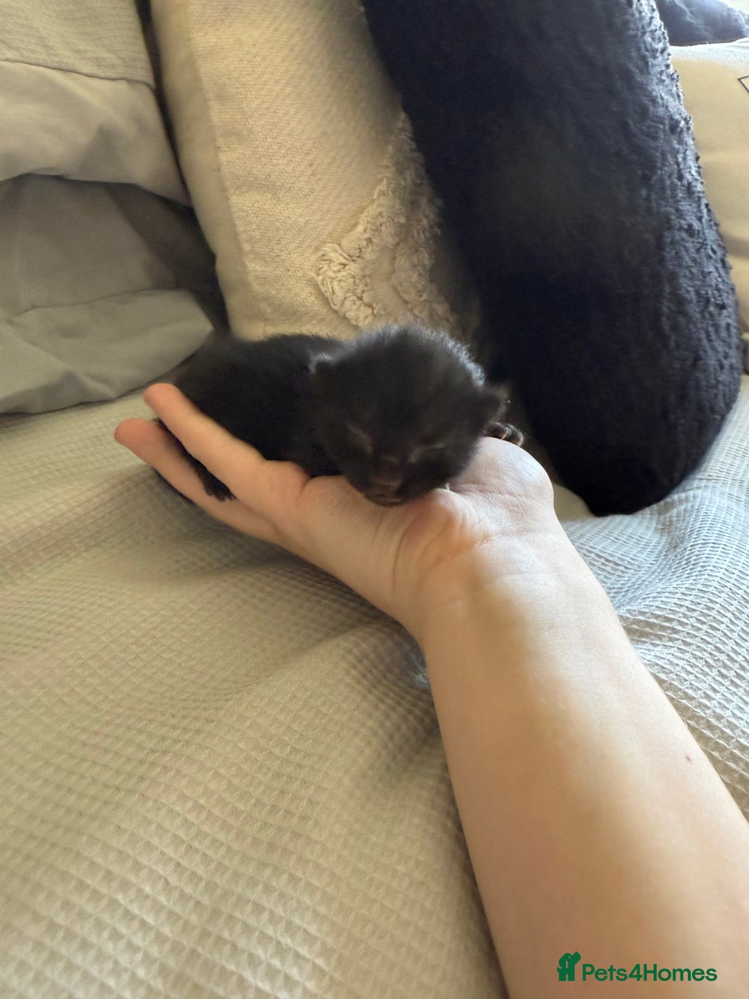 Mixed Breed cats for sale: 5 kittens  - Image 3