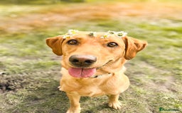 Labrador Retriever dogs for sale: Extensively Health tested Red fox Labradors 🧡 - Image 4