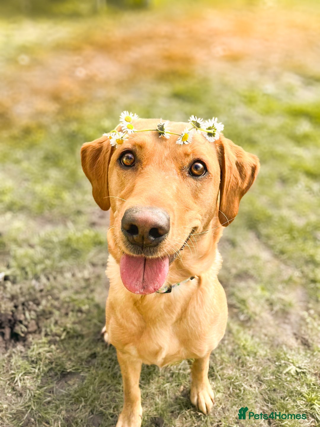 Labrador Retriever dogs for sale: Extensively Health tested Red fox Labradors 🧡 - Image 4