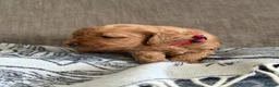 Australian Labradoodle dogs for sale: Miniature Australian doodle puppies - Advert 10