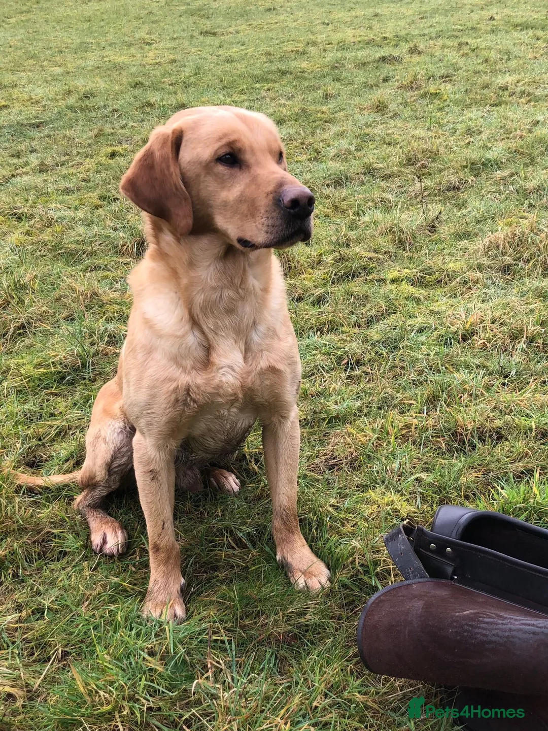 Labrador Retriever dogs for sale: Non RKC registered Labrador puppies - Advert 2
