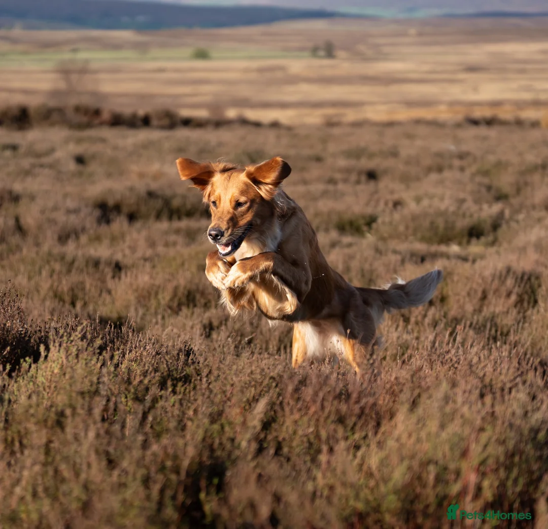 Golden Retriever dogs for sale: KC reg working golden retriever boys  - Advert 1