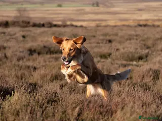 Golden Retriever dogs KC reg working golden retriever boys - Advert 1
